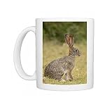 African hare (Cape hare) (brown hare) (Lepus capensis), Addo Elephant National Photo Mugs