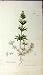 1806 Sowerby Botanical Print Galium Tricorne Plant