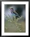 A lilac-breasted roller vocalizes while perched on a branch Framed Art Poster Print b...