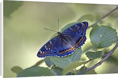 Canvas Prints of Butterfly from Country Life 