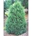 Naylor's Blue Leyland Cypress Tree/Shrub/Windbreaker
