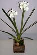 19" Artificial Paperwhite Flower