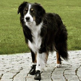 Trixie Pfotenschutz Walker Active, L, 2 St.