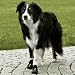 Pfotenschutz Hundeschuhe Walker Active 2 St�ck Farbe schwarz Grö�?e: M