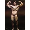 Arnold Alois Schwarzenegger bodybuilding Poster Approximate size 11.7" x 16.5"- 297mm x 420mm