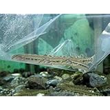 ���i�̏ڍ�