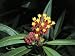 Close-Up of Blood Flowers (Asclepias Curassavica) Photographic Poster Print by A. Moreschi, 24x32