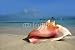 Wallmonkeys Peel and Stick Wall Decals - Beach Conch - Removable Graphic