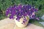 Blue Wave Petunia 10 Seeds - Annual