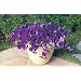Blue Wave Petunia 10 Seeds - Annual