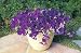 Blue Wave Petunia 10 Seeds - Annual Blue Wave Petunia 10 Seeds - Annual