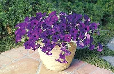 Blue Wave Petunia