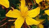 Amazon / Hirts: Herbs: Topas St. Johns Wort Perennial - 4 Plants - Hypericum