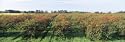 Cherries in a Field, Door County, Wisconsin, USA Photographic Poster Print by Panoramic Images, 120x40