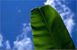 canvas Banana leaf detail. in size: 30 x 20 cm by R. Martin