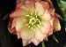 'Amber Gem' Lenten Rose - Helleborus - Shade