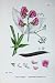 Botany Plants C1902 Broad Leaved Everlasting Pea Flower