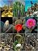 Lucy Lu Designs Desert Garden Mighty Magnets