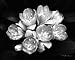 Camellia Bloom by Harold Silverman. Size 9.15 inches width by 6.53 inches height. Hig...
