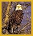 Bald Eagle in Tree Bookmark Image