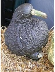 Single Detail Page Misc: 10 Heirloom Chicago Warted Hubbard Squash seeds