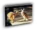 kangaroo conversation A2 Large Canvas