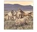 Mustang HORSE western bath room SHOWER CURTAIN new