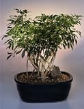 Hawaiian Umbrella Bonsai Tree (Variegated).Banyan Style - Extra Large Size.(arboricola schefflera)