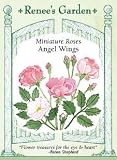 Miniature Rose Seeds - Angel Wings (Perennial)
