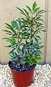 Lace Leaf Ming Tree