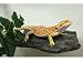 Magnaturals Medium Granite Rock Ledge - Magnetic Decor