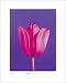 Tulip, Magenta On Deep Purple Beautiful MUSEUM WRAP CANVAS Print with Added BRUSHSTROKES Masao Ota 16x20