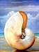 David Hwang - Pearled Nautilus by David Hwang. Size 30.00 inches width by 40.00 inche...