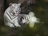 IMAGE OF A Rare White Tiger at the Cincinnati Zoo Premium Photographic Poster Print, 24x32