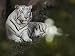 A Rare White Tiger at the Cincinnati Zoo Photographic Poster Print, 64x48