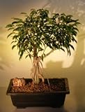 41pBLd2DgsL. SL160  Bonsai Boys Oriental Ficus Bonsai Tree   Banyan Style<i>(benjamina orientalis)</i>