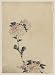Reprint Pink flower blossoms on low stalk and two on a tall stalk 1830