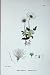 Botany Plants C1902 Mountain Avens Dryas Octopetala