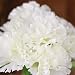 Bundle of Stunning Silk Carnations in Vibrant, Bright White for Decor, Weddings, and Home- Package of 6 Bouquets