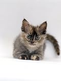 Domestic Cat, 8-Week Tortoiseshell Ragdoll-Turkish-Van-Cross Kitten Photographic Poster Print by Jane Burton, 12x16