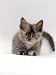 turkish van - Domestic Cat, 8-Week Tortoiseshell Ragdoll-Turkish-Van-Cross Kitten Photographic Poster Print by Jane Burton, 12x16