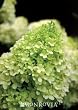 Hydrangea "Limelight" Super One Gallon by Monrovia Growers