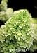 Hydrangea "Limelight" Super One Gallon by Monrovia Growers
