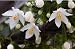 Japanischer Schneeball - Styrax japonicus 5K