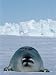 Female Harp Seal Photographic Poster Print by Jeff Foott, 30x40
