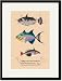 Black Framed/Matted Print 17x23, Baliste du Grand Ocean et al.