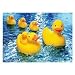 Springbok Rubber Duckies 60 Piece Jigsaw Puzzle