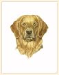 Fiddler's Elbow Golden Retriever Blank Box Note Cards