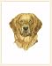 Fiddler's Elbow Golden Retriever Blank Box Note Cards