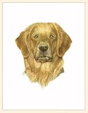 Fiddler's Elbow Golden Retriever Blank Box Note Cards